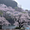 雨に潤う湖畔の桜