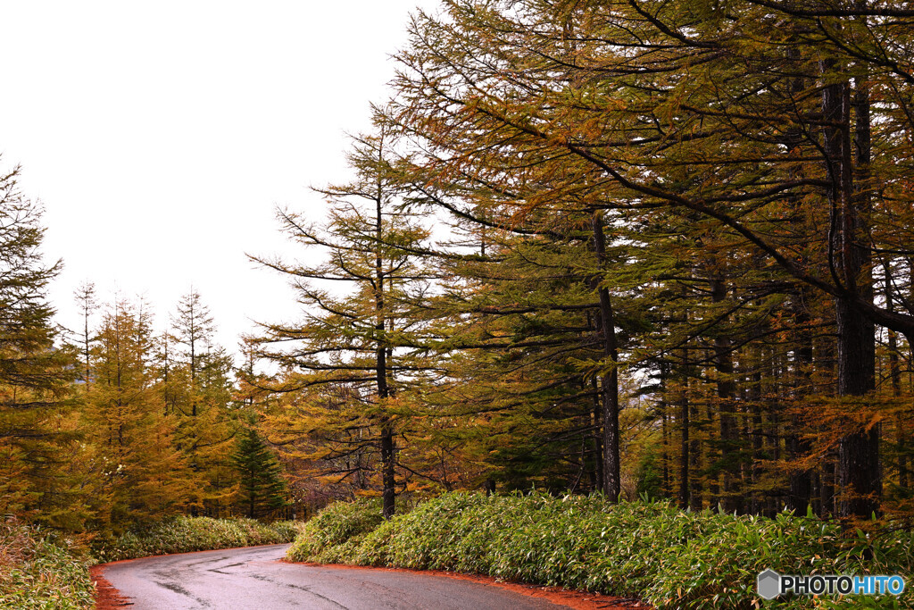 雨にしっとり濡れるカラマツ林