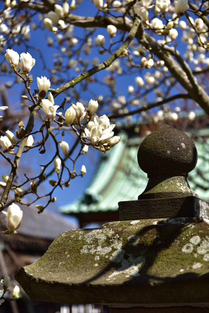 春の彼岸を飾る