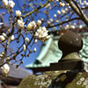 春の彼岸を飾る