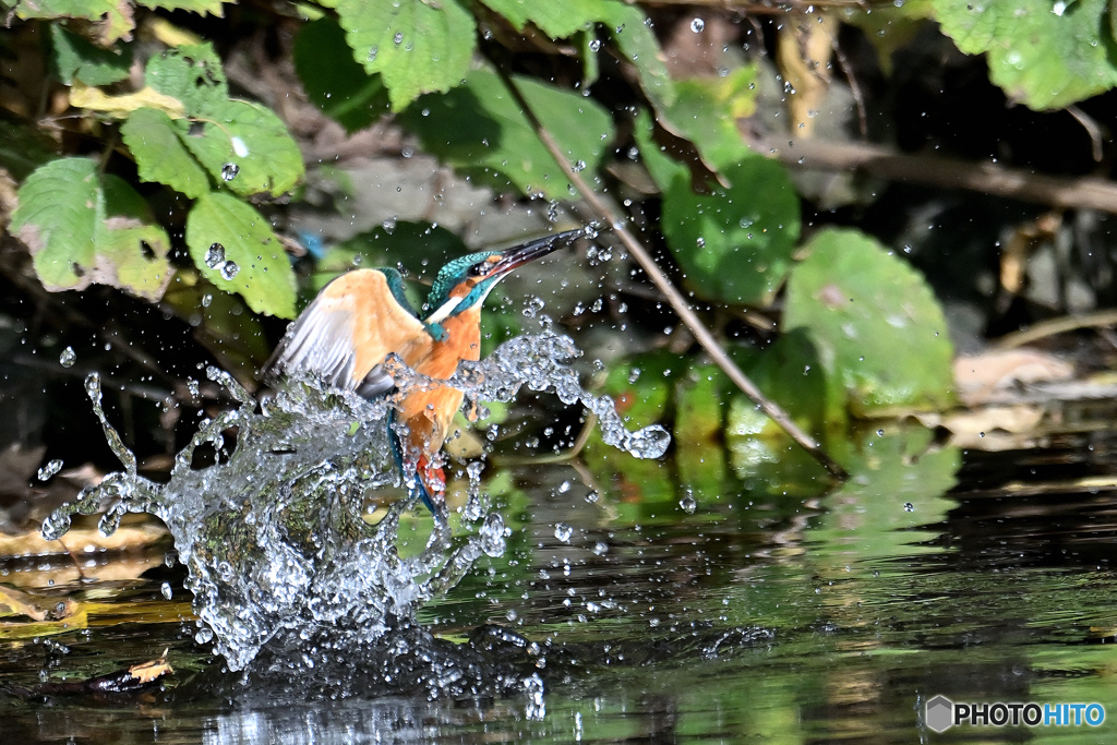 離水の飛沫Ⅳ