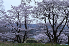 静な和み桜