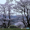 静な和み桜