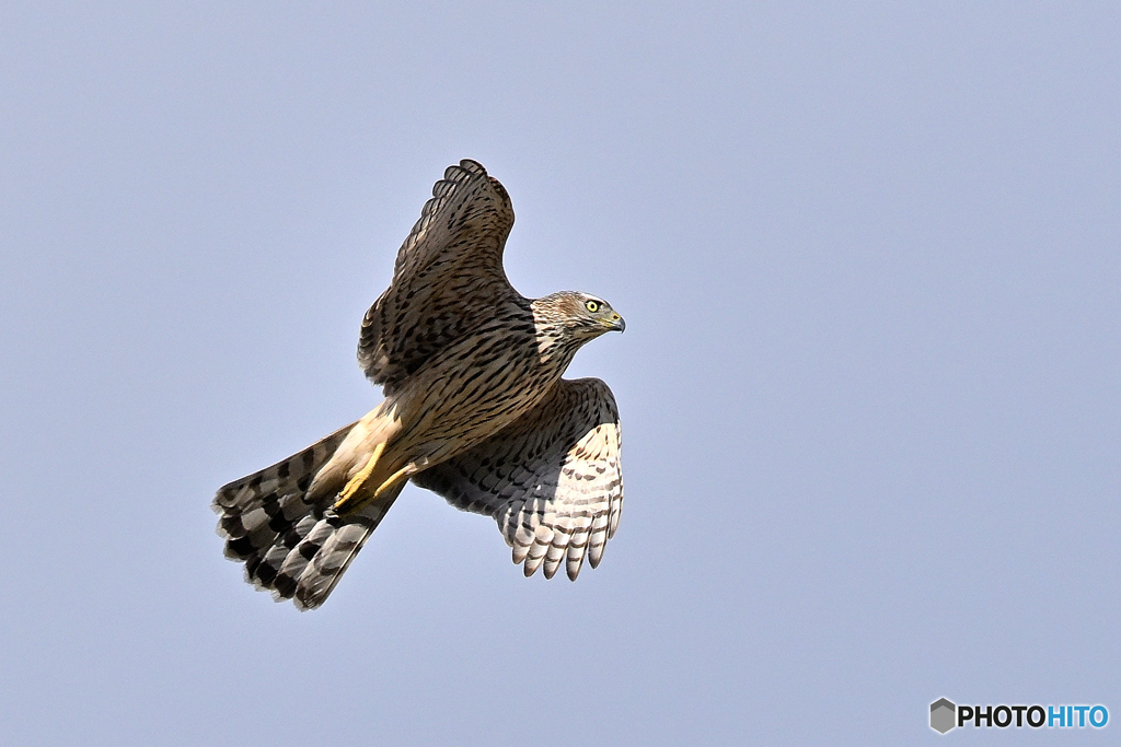 おじさんに見える大鷹若
