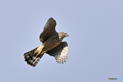 おじさんに見える大鷹若