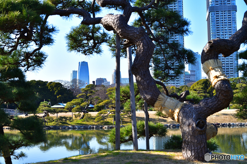 都会の日本庭園