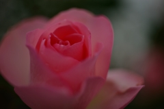 ”とろけ~~る薔薇”