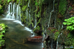 苔と伏流水の滝　