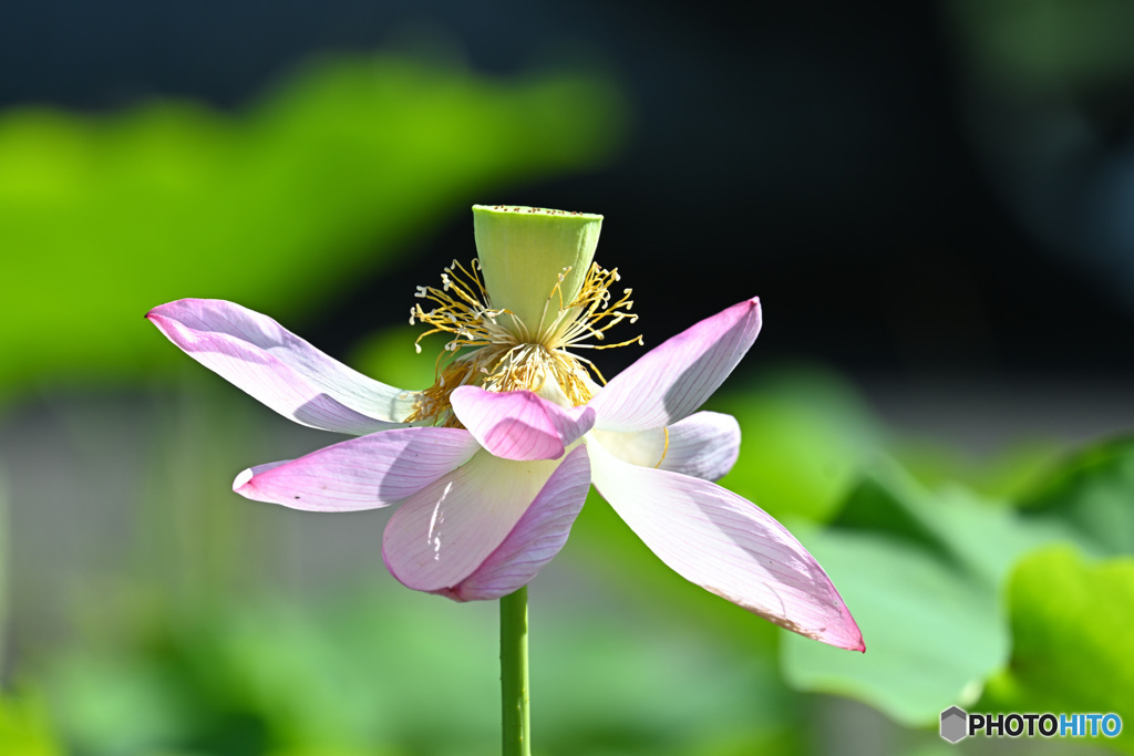 眩い夏の光