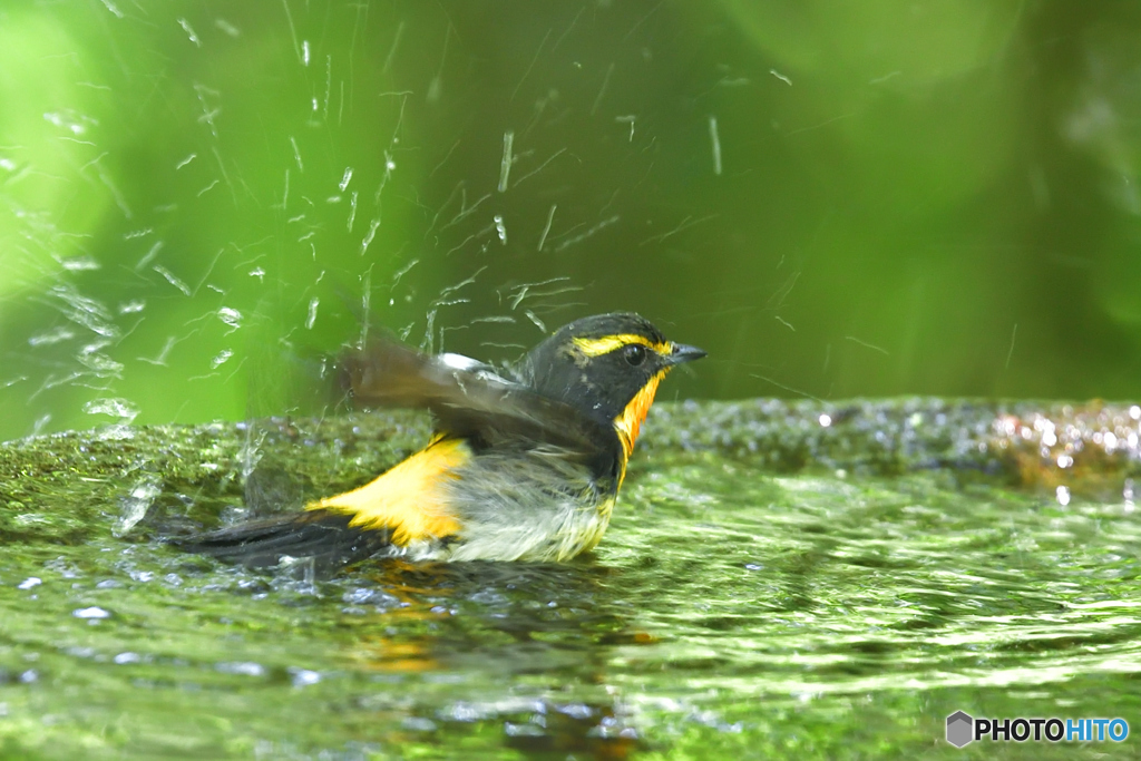 野鳥水浴～キビタキ～