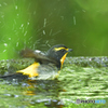 野鳥水浴～キビタキ～