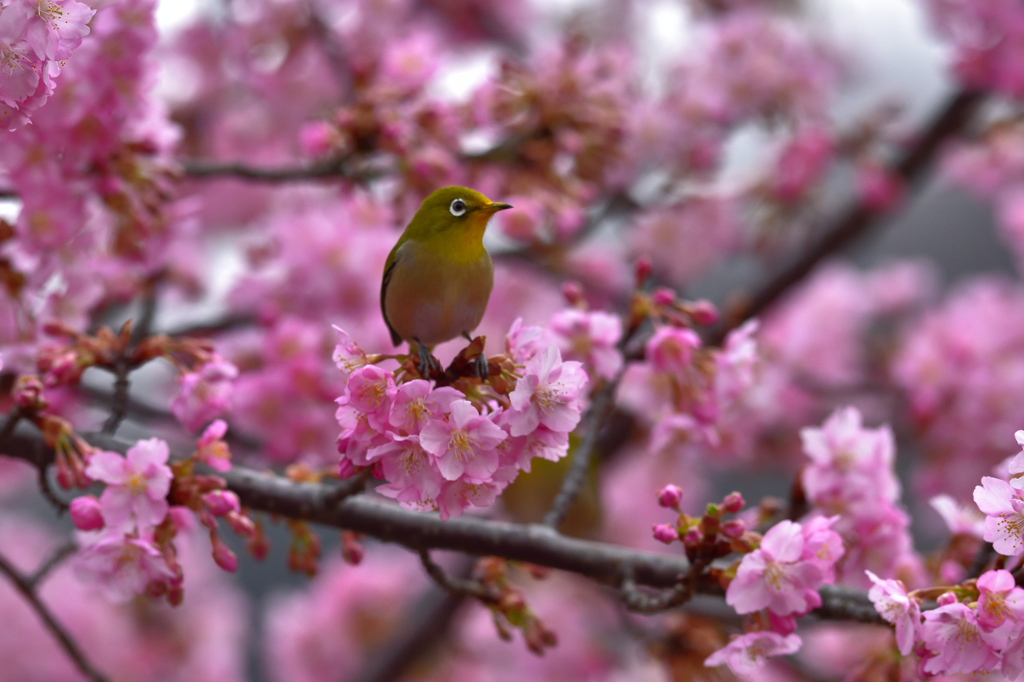 これでは桜が主役だね！