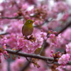これでは桜が主役だね！