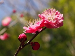 散歩の公園に梅が咲いていました