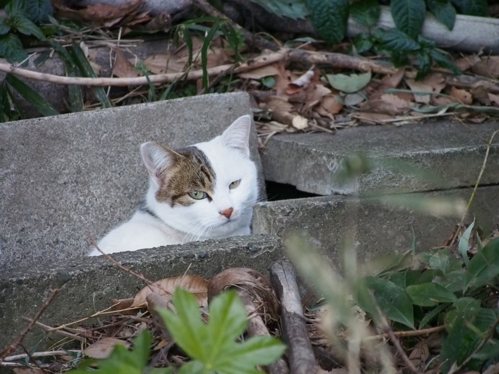 ドブネコ