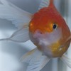 うちの可愛い金魚ちゃん
