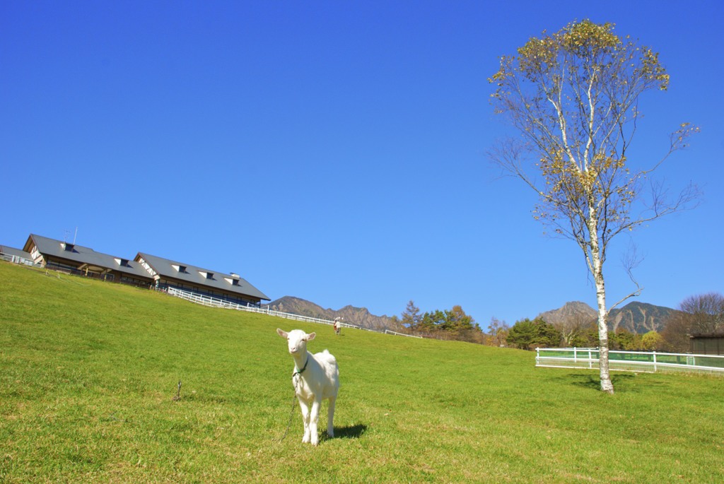 初秋の八ヶ岳 Mt. Yatsugatake in early autumn