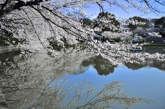 水面の桜