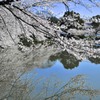 水面の桜
