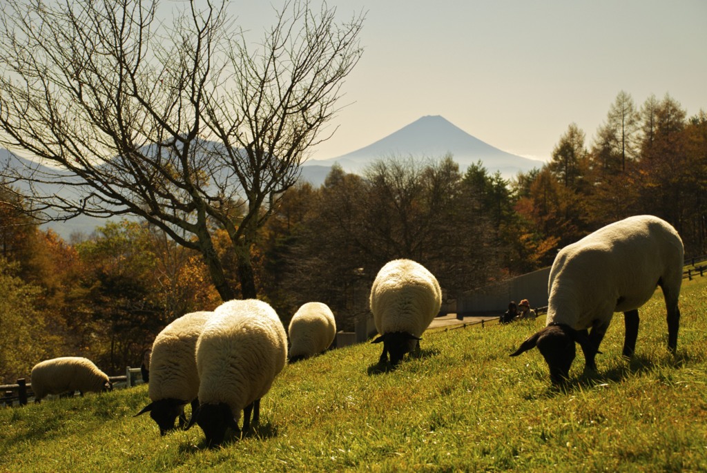 まきば公園 Makiba Park, Yamanashi, JAPAN