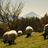 まきば公園 Makiba Park, Yamanashi, JAPAN