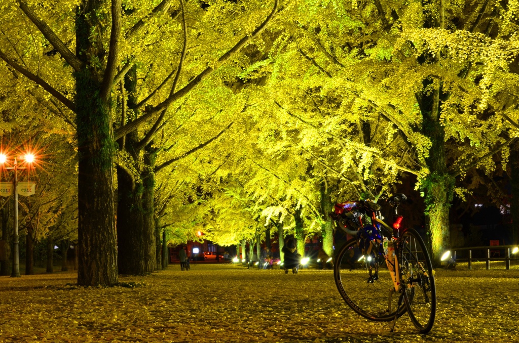 熊本県庁プロムナード