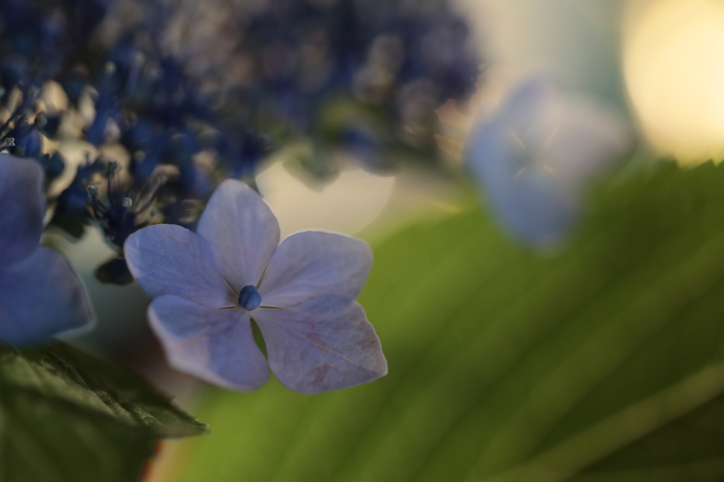 紫陽花の記憶