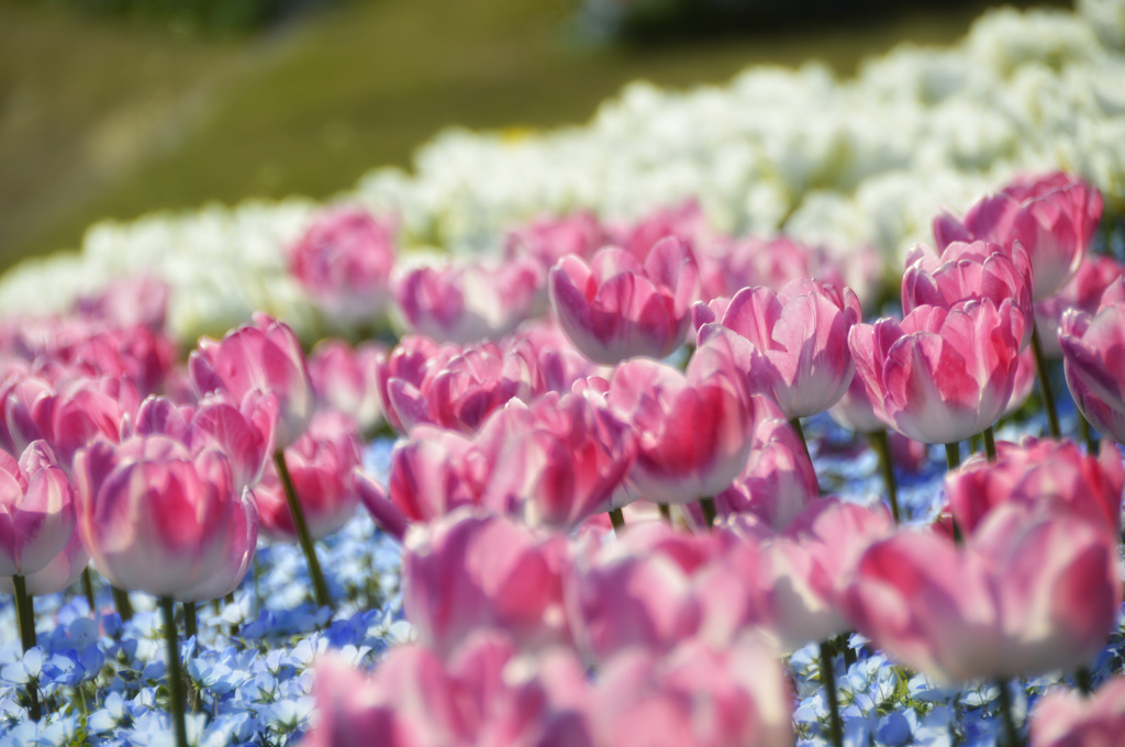 国営明石海峡公園