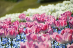 国営明石海峡公園