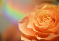 サーモンピンクの薔薇