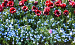 国営明石海峡公園