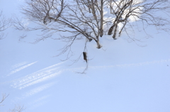 おさるさん