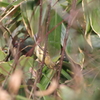 アオジ　♀ 