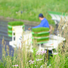田植え