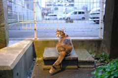 ねこ