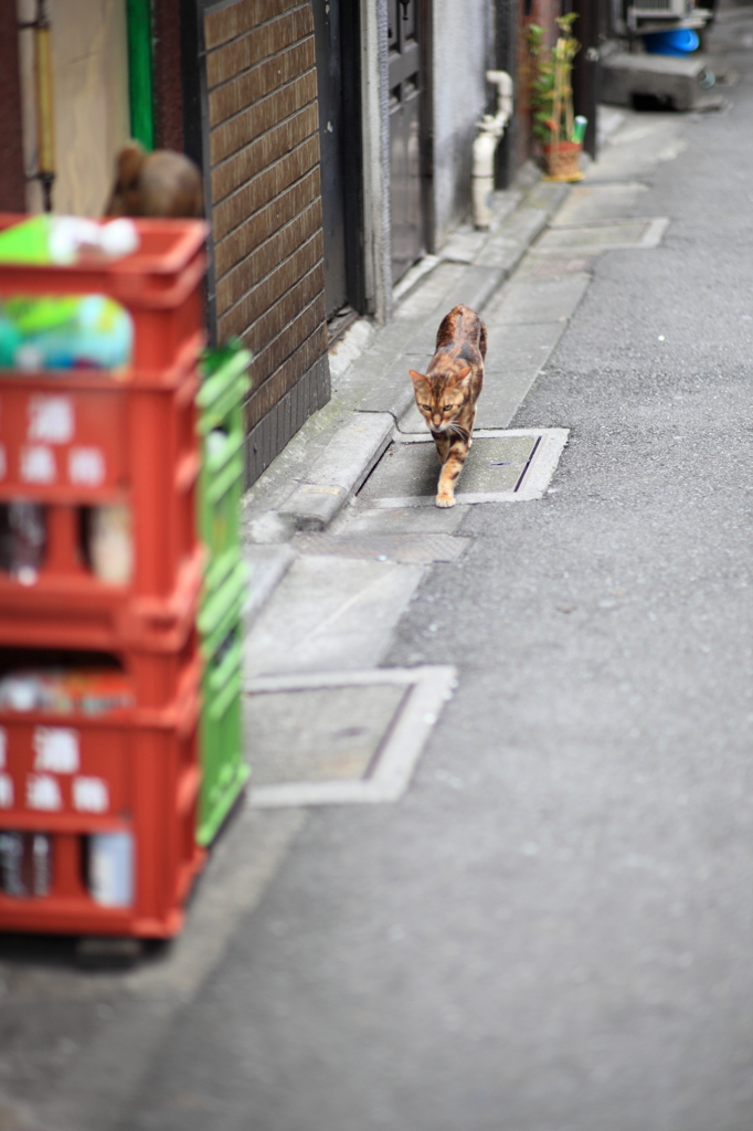 新宿ゴールデン街6