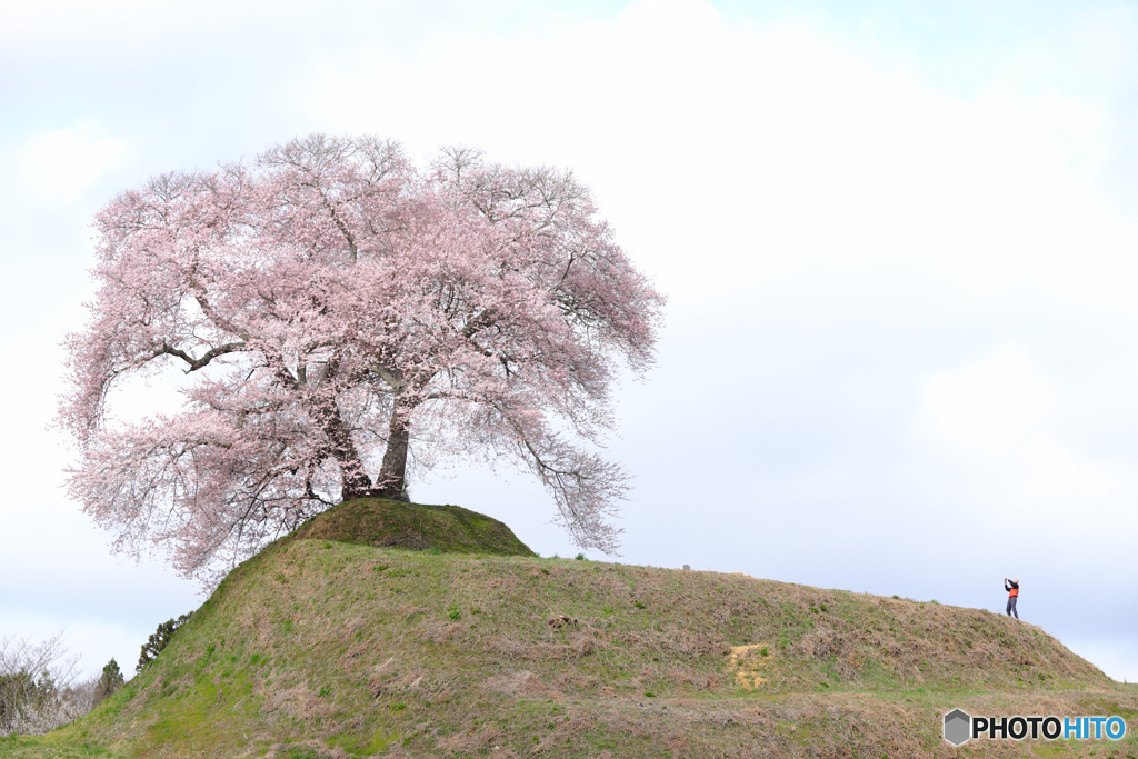 平堂壇の桜