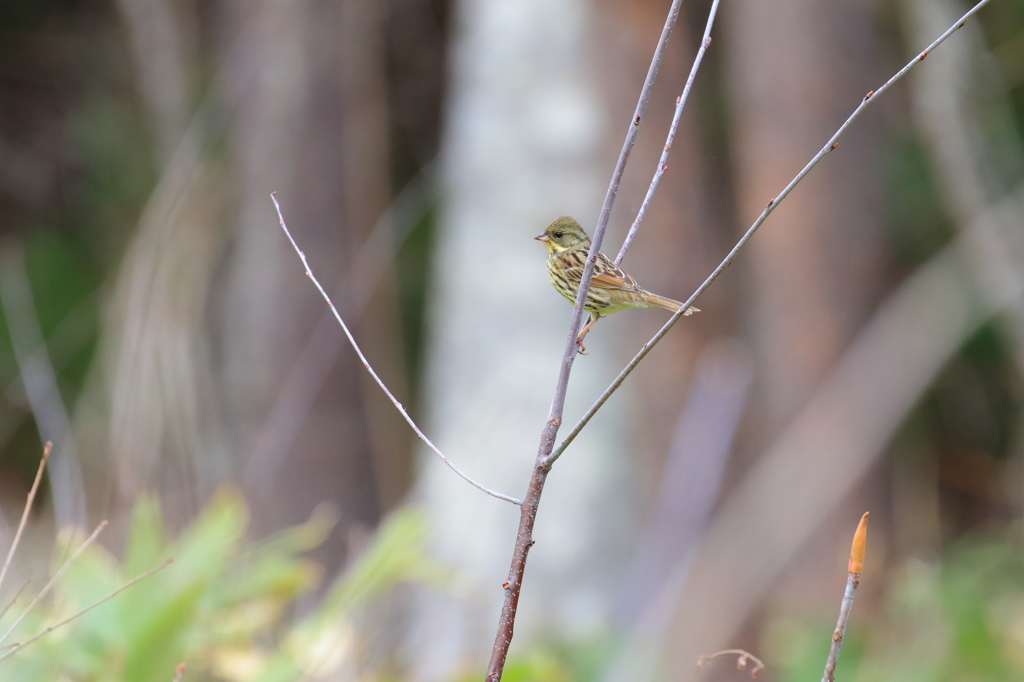 アオジ　♀