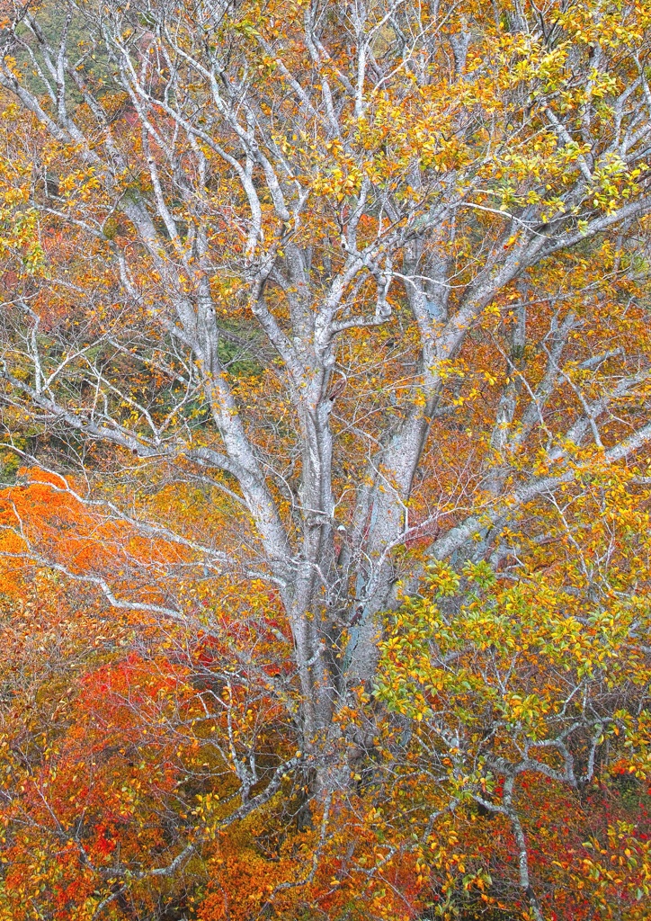 autumn