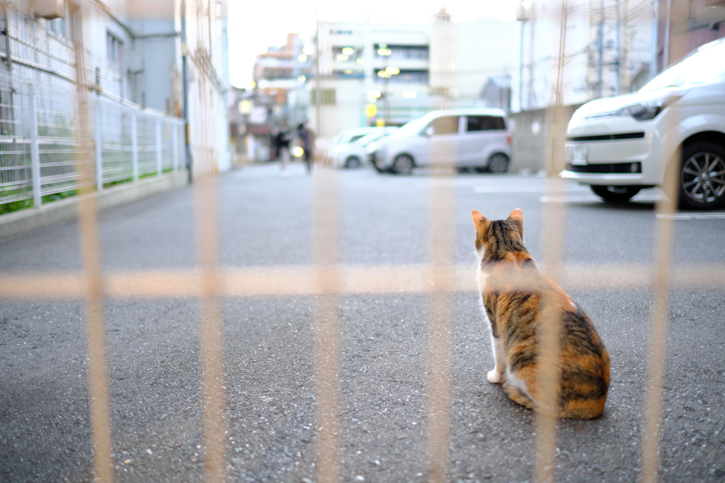 ねこ