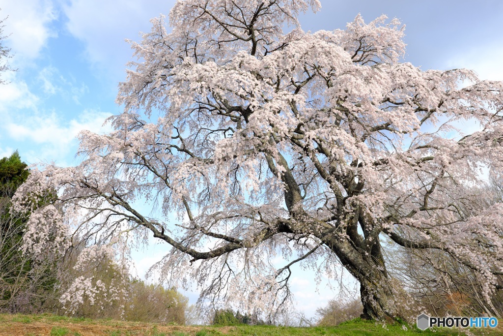 五斗蒔田桜