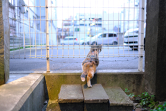 ねこ