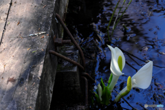 水芭蕉