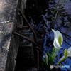 水芭蕉
