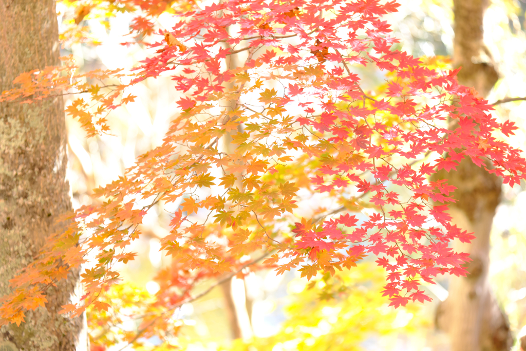 観音沼森林公園