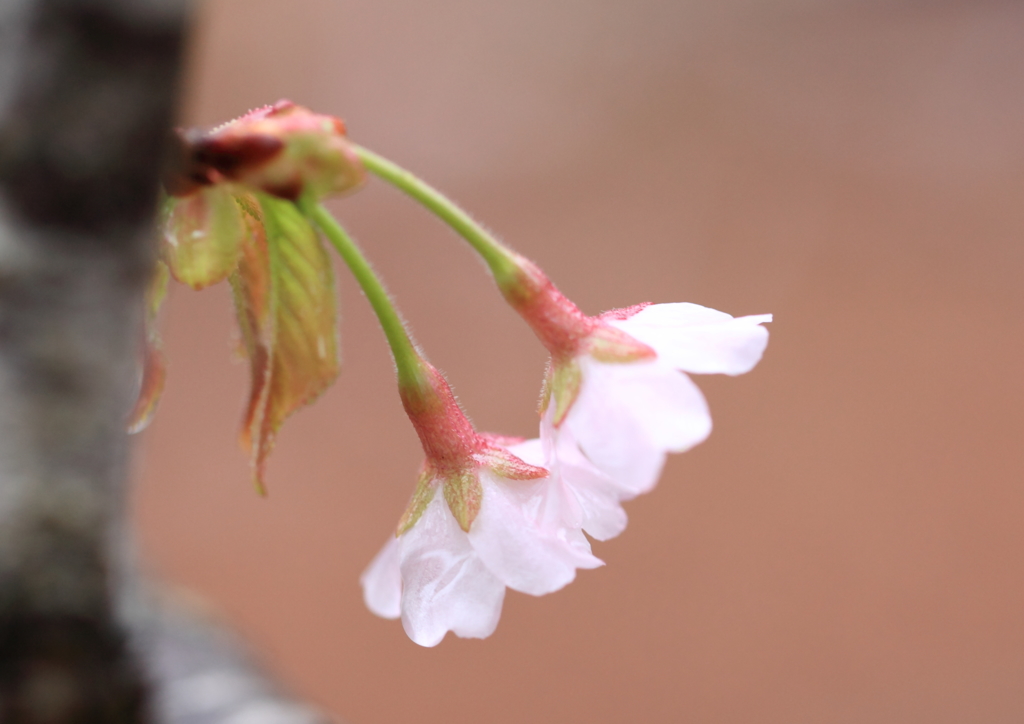 山桜