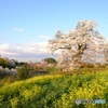 塩ノ崎の大桜