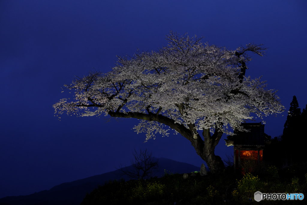 小沢の桜