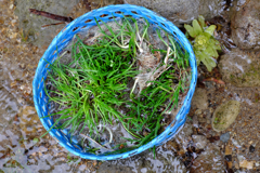 アサツキのお浸し作り