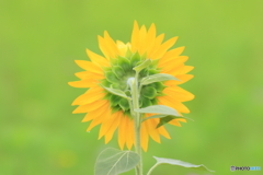 夏色